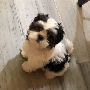 Meet your Posher, Ariana